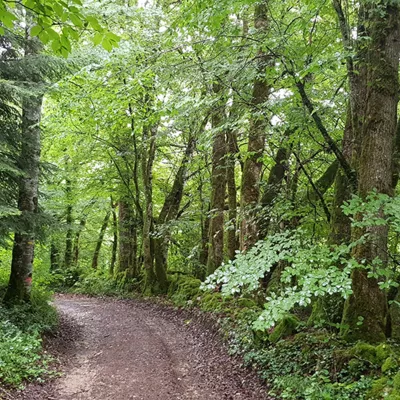 Boisements forestiers à Mesnois - Jura<br>Ambiances paysagères dans la Combe d'Ain