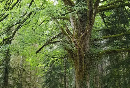 Chêne pédonculé, quercus robur - isolé