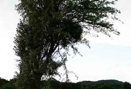 Poirier champêtre, pyrus campestris - isolé